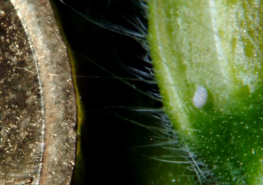 Ancora Cacyreus marshalli